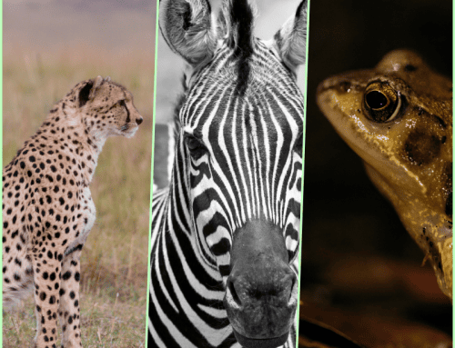 Digital Transformation: A cheetah, a zebra or a frog?
